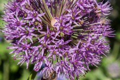 Wenen-2019-84